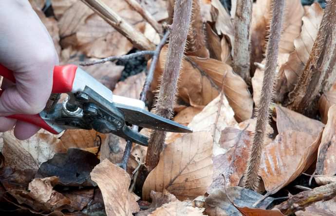 Осенью кусты желтой малины нужно обрезать