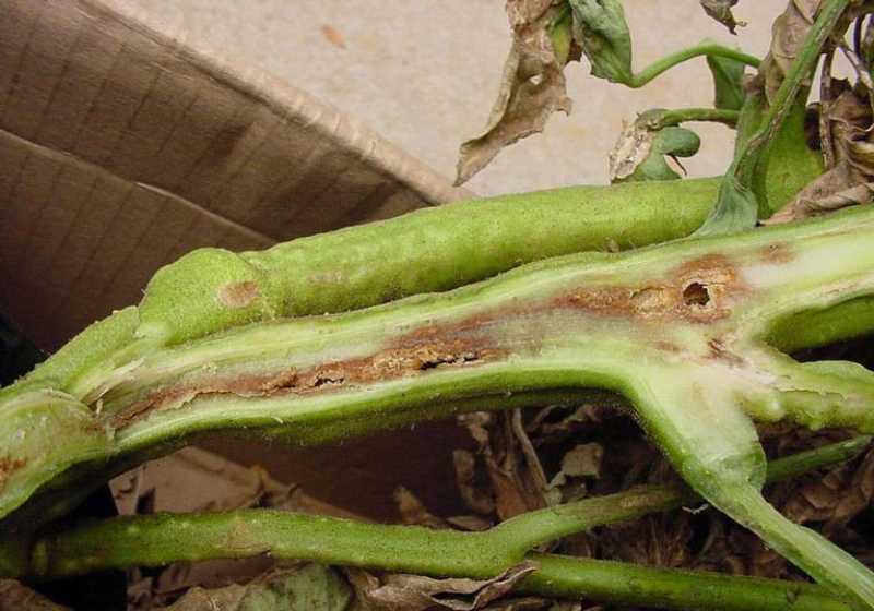 При первой форме поражается вся сосудистая система растения, от этого оно вянет и полностью погибает