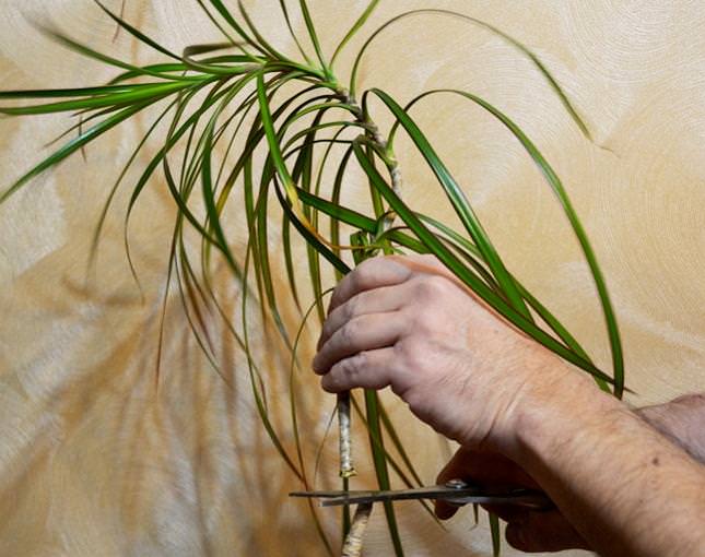 Верхушечное черенкование – процесс не сложный, но его результативность напрямую зависит от правильной подготовки черенка