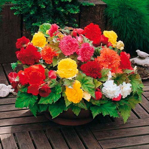 Клубневая бегония – любимый вид цветоводов