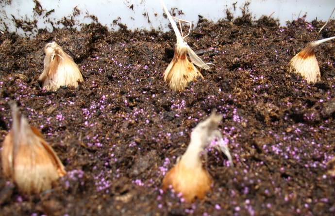 Фрезию можно высаживать в цветочные горшки в период с апреля по июль