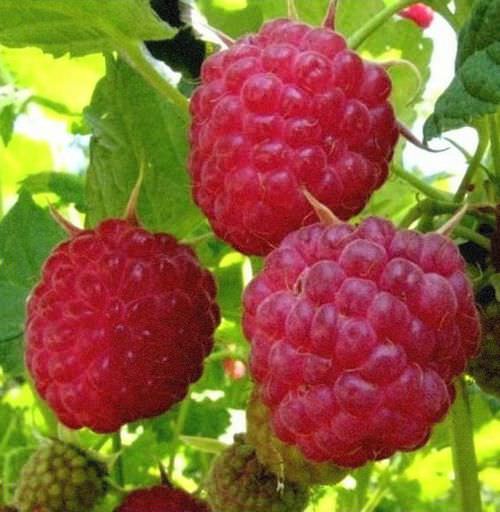 Малина Пингвин относится к высокопродуктивным раннеспелым сортам