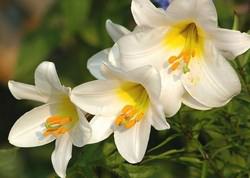 Королевская гибридная лилия стала прародителем трубчатой лилии