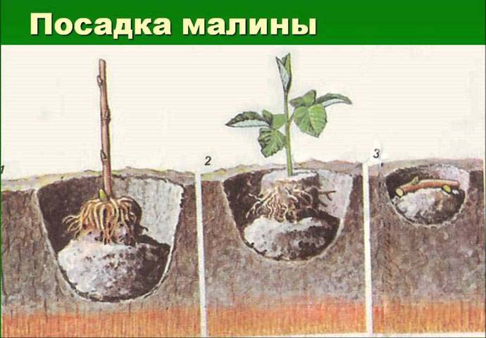 Проводить посадку саженцев можно как весной, так и в осенний период