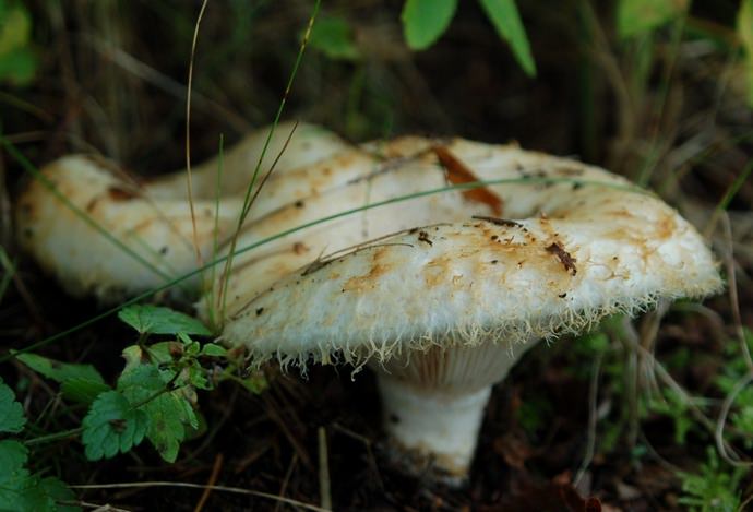 Обильный урожай груздей можно собирать с конца июля до последней декады сентября