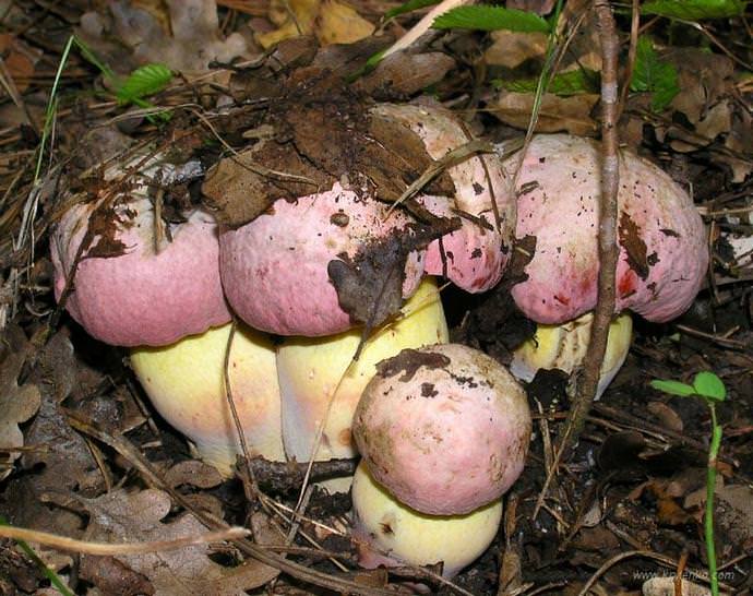 Практически все съедобные трубчатые грибы выгодно отличаются высокой пищевой ценностью