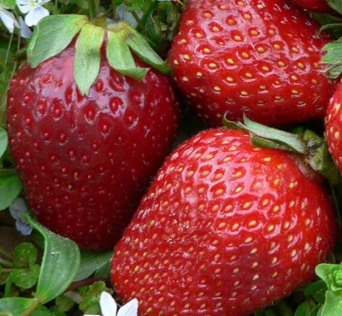 Ягоды могут быть до 5 г в весе. Они хорошо хранятся, поэтому пригодны для транспортировки в магазины