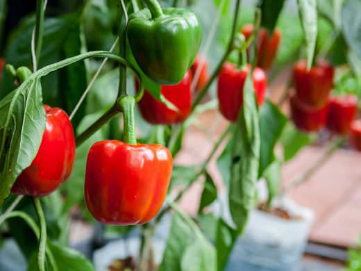 Болгарский сладкий перец – вкусный и полезный продукт