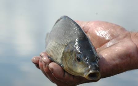 Наши бабушки использовали рыбу в качестве подкормки для огородных растений