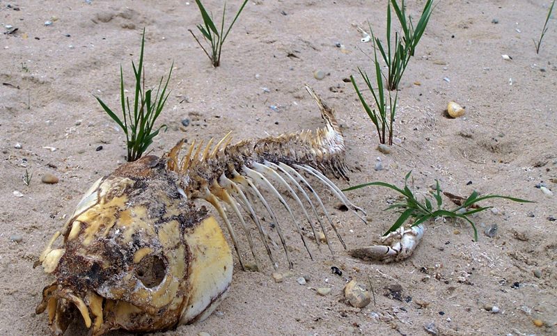 За счет обильного питания корней фосфором, они укрепляются и, следовательно, укрепляется растущий стебель