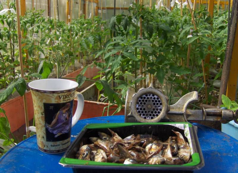 Закапывать рыбку надо на глубину не менее 8-10 см.