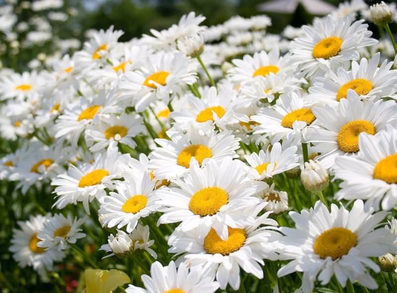Данные растения не очень требовательны к грунту. Они предпочитают хорошо освещенные места