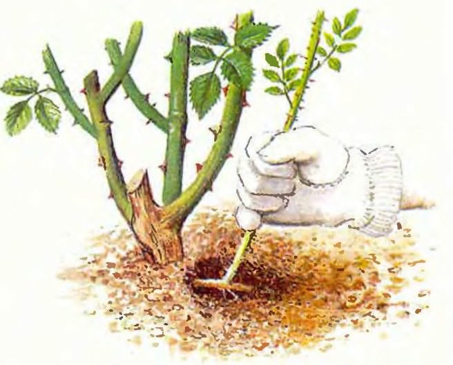 Чтобы в прямом смысле слова реанимировать привитую на шиповник розу, которая пошла в дикий рост, необходимо осторожно, но очень тщательно выломать все дикие побеги