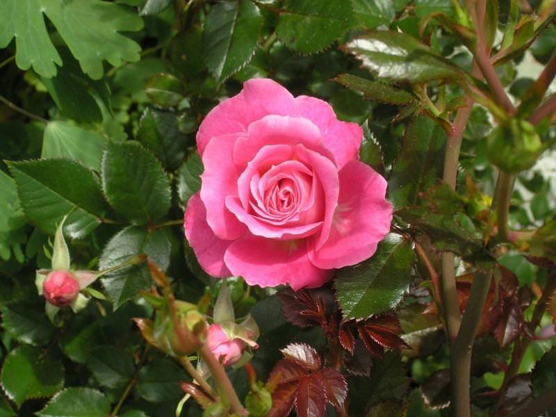 Окраска листьев розы темно-зеленая, листья твердые и кожистые, достаточно крупные, с глянцем и закругленным кончиком