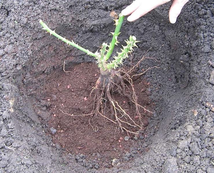 На выбранном месте, подготовить яму. Она должна быть достаточно глубокой, и выкопанной заранее