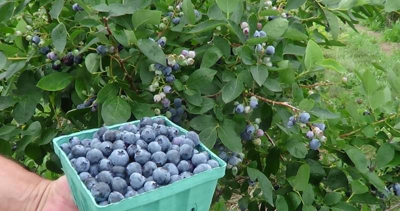 Голубика — замечательная по вкусу ягода темно-синего цвета из семейства вересковых