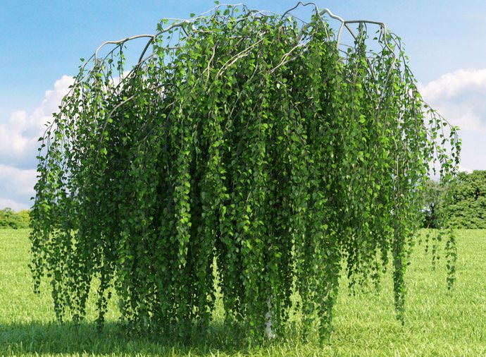 Хорошо зарекомендовала себя береза повислая