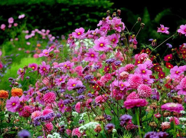 Однолетники – это группа цветов, которые зацветают в тот же сезон, в который их сеют, а к концу вегетационного периода погибают