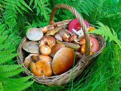 В лесах Белоруссии произрастает порядка двух сотен видов грибов