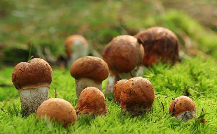 Очень хороший урожай красноголовиков можно легко собирать по осиновым колкам под Каменском