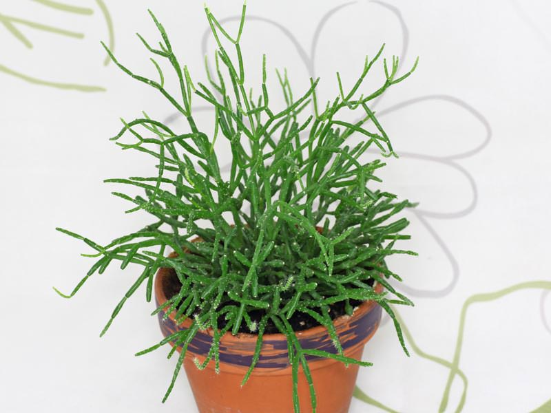 Рипсалис цереускула (R.cereuscula)