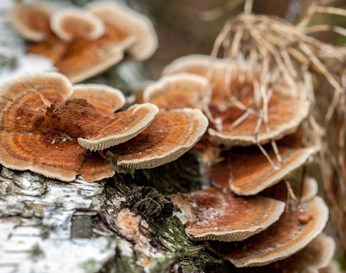 Использование лечебных грибов известно человечеству с давних времен