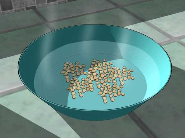 После замачивания семена перца можно прорастить