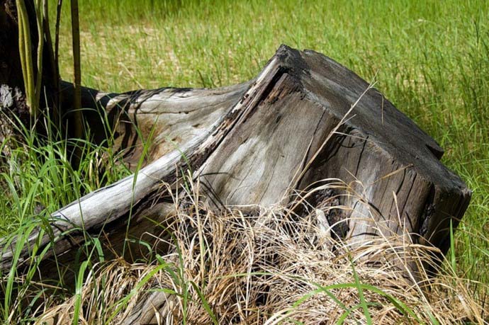 После удаления деревьев на дачном участке всегда остаются пни, которые не только портят эстетику ландшафта, но и зачастую мешают в дальнейшей обработке земли