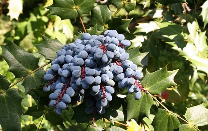 Магония Биля отличается выраженным ландышевым ароматом, и достигает в высоту двух метров