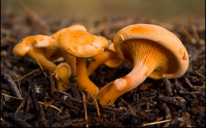 Некоторые виды ядовитых и несъедобных грибов могут выглядеть вполне привлекательно и имеют приятный, грибной запах