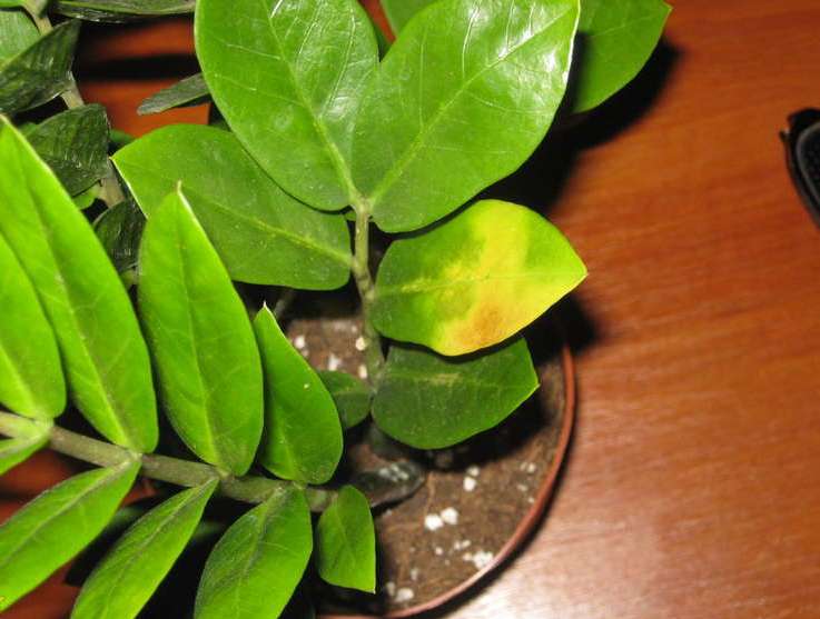 Желтые листья на замиокулькасе могут свидетельствовать как о поражении декоративной культуры патогенными микроорганизмами, так и о нарушении технологии выращивания растения