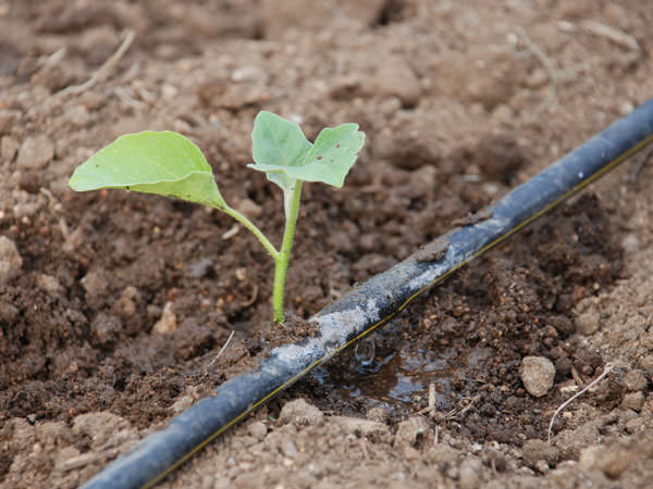 Ухаживать за баклажанами на тепличных грядах намного проще, если обустроить конструкцию защищенного грунта системой капельного орошения