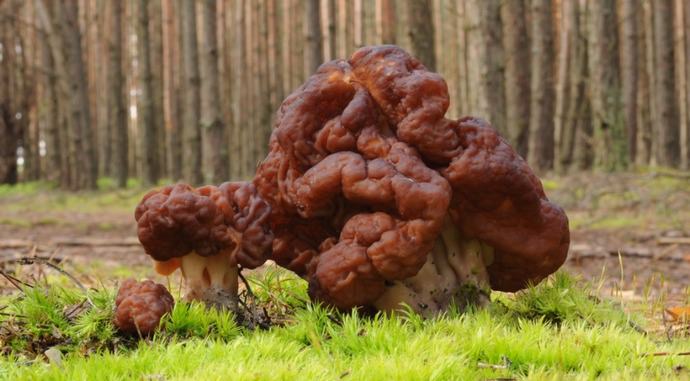 Очень опасный для человека гирометриновый синдром способен развиваться вследствие попадания в организм такого вещества, как гирометрин, который в значительном количестве содержится в строчках