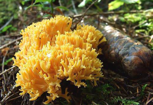 Гриб оленьи рожки относится к категории съедобных грибов