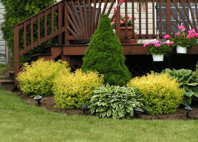 Высокорослые хвойники могут использоваться в саду как солитеры