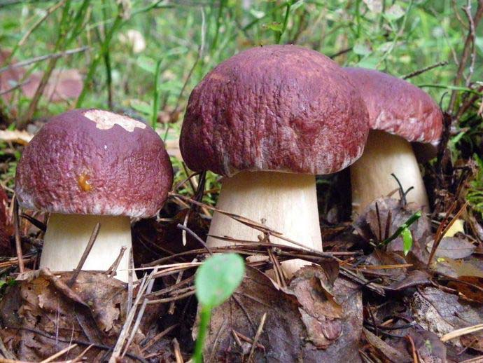 Особенно высоко ценятся боровики