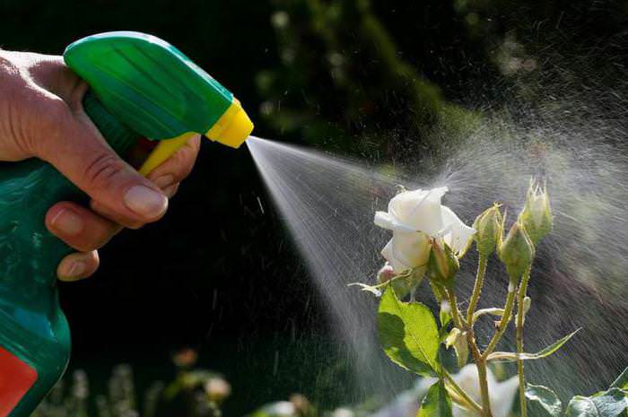 В условиях приусадебного цветоводства пораженные мучнистой росой розовые кусты иногда поддаются лечению различными народными средствами