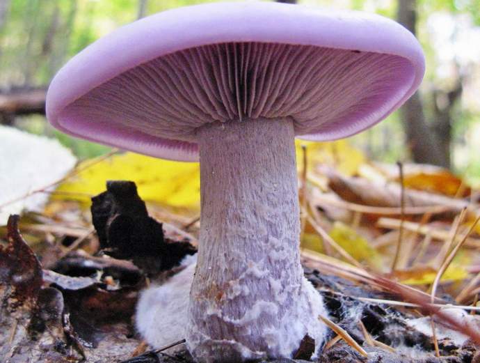 Лиловоногая или фиолетовая рядовка с плотной мякотью и цветочным ароматом