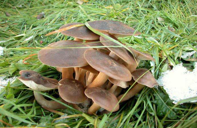 Скученная рядовка – грибы сильно срастаются между собой и имеют ломкие, но достаточно мясистые полушаровидные или выпукло-распростертые шляпки