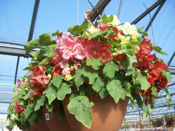 Абутилон Белла отлично кустится и вступает в цветение примерно через три месяца после появления всходов