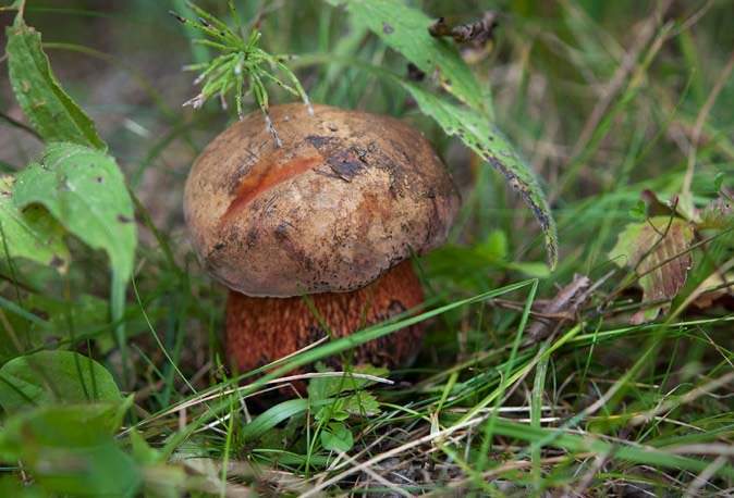 Boletus luridus является очень теплолюбивым грибом, поэтому достаточно редко встречается в лесах северных регионов и районах с неустойчивой в весенне-летний период погодой