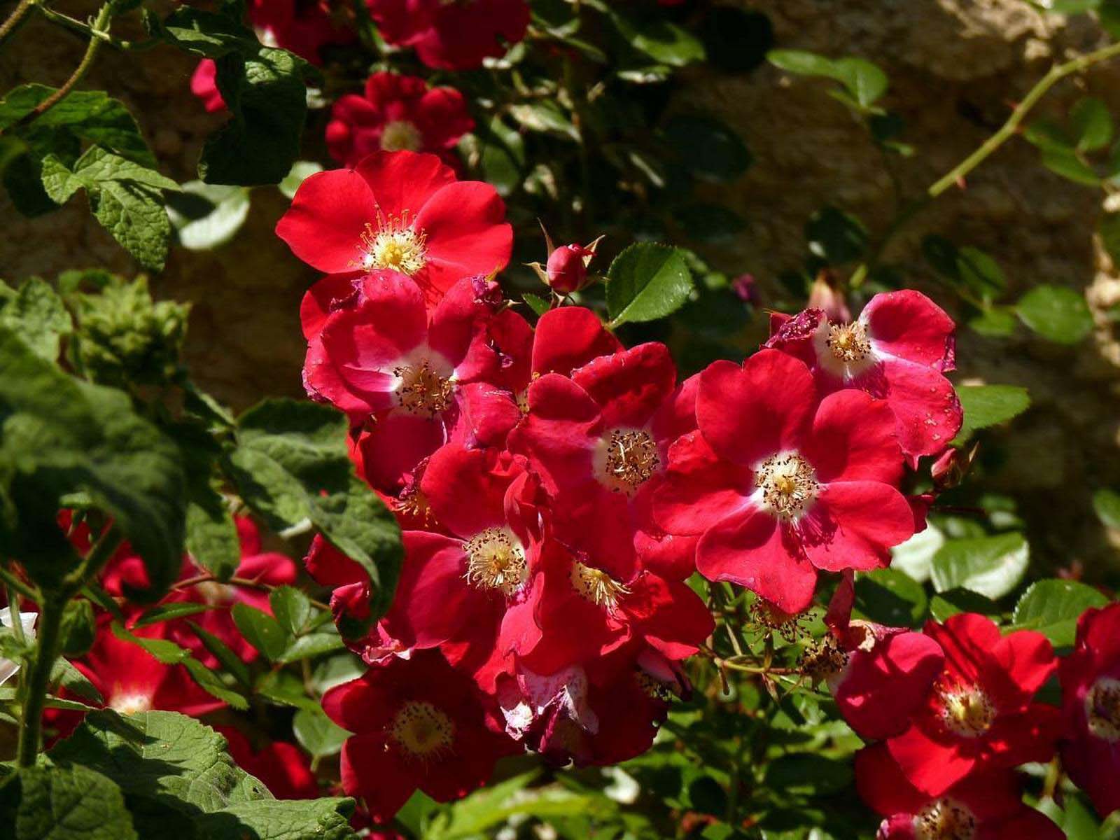 Популярный у цветоводов-любителей сорт «Candia Meillandecor» достаточно быстро растет, и может великолепно смотреться как на склонах, так и в рокариях