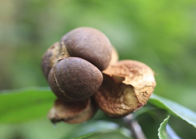 Размножение камелии семенами – это не самый популярный и распространённый способ