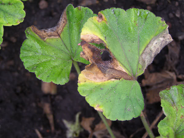 Герань садовая может страдать от такого заболевания, как гриб Botrytis