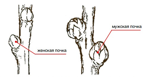 Мужские почки обладают более крупными размерами и характеризуются наличием нескольких выраженных чешуек