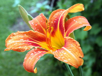 Лилия очень популярна в качестве декоративной культуры