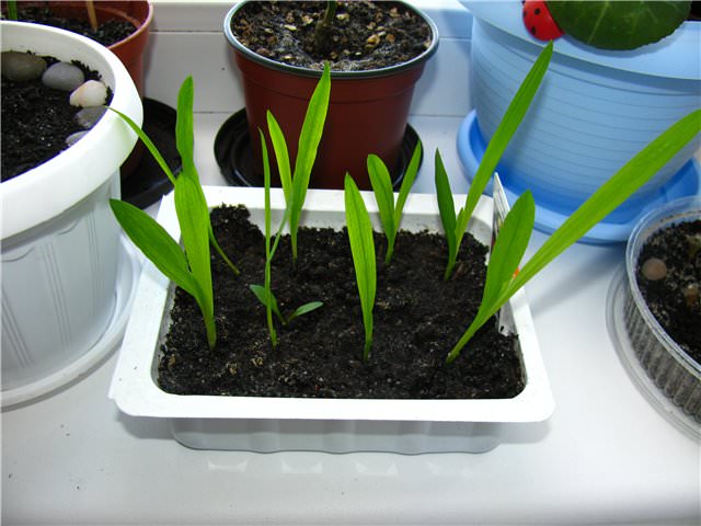 При наличии максимально благоприятных условий первые всходы фрезии появляются примерно через месяц после посева