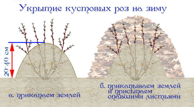 Опытные цветоводы и специалисты рекомендуют укрывать розы на зиму