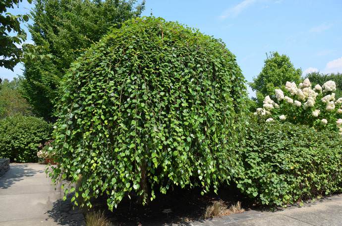 Береза может широко использоваться в оформлении приусадебной территории и относится к категории популярных у ландшафтных дизайнеров деревьев