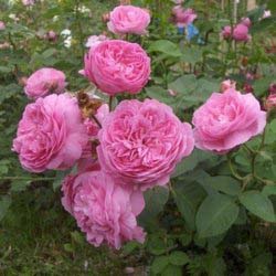 Чайно-гибридная роза Аленушка относится к достаточно новым сортам